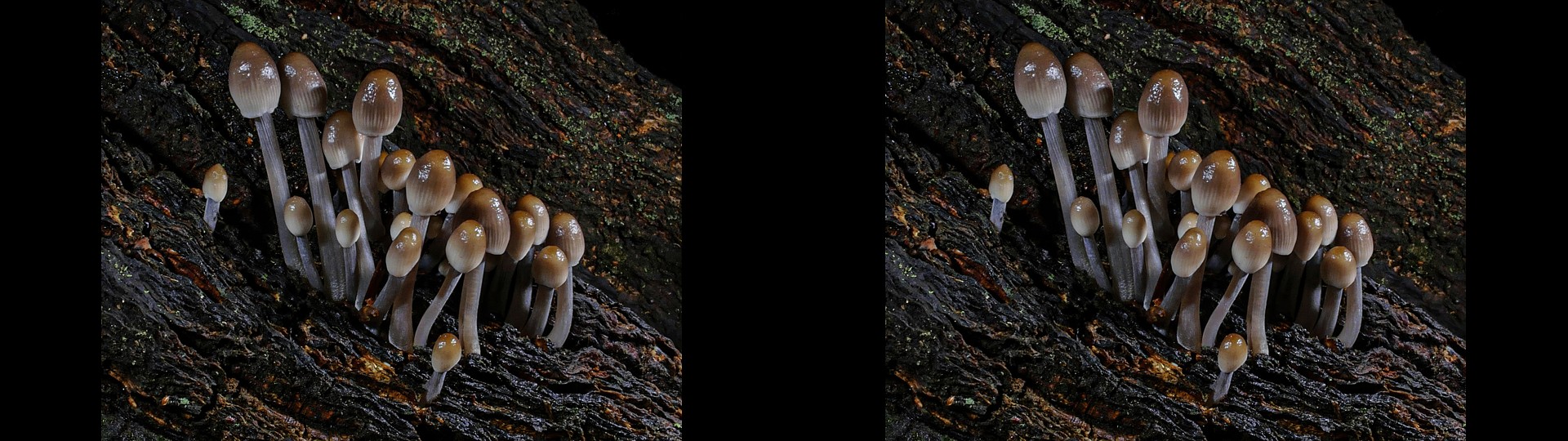 Clustered Bonnet Fungi